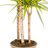 Dracaena Marginata Sunray avec cache-pot