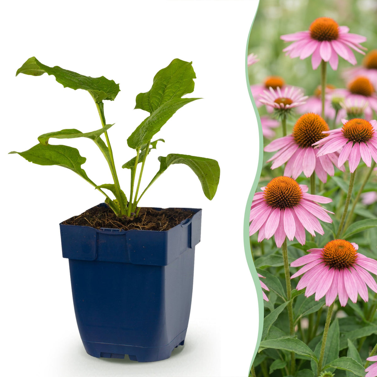 Échinacée pourpre Magnus - Echinacea purpurea - H 15-25 cm, pot Ø11 cm - photo 15