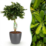 Green boutiQ - Zimmerpflanzen - Schefflera Gold Capella - Strahlenaralie - Pflegeleicht - Grün - Gold - 1 Pflanze - mit Übertopf Grau - Topf 21cm - Höhe 70-80cm