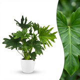Green boutiQ - Zimmerpflanze - Philodendron - Philodendron Lickety Split - Grün - Pflegeleicht - 1 Pflanze - mit weißem Übertopf - Topf 19cm - Höhe 70cm