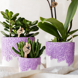 Orchidée Phalaenopsis violette Mineral Vienna avec cache-pot Bloom lilas
