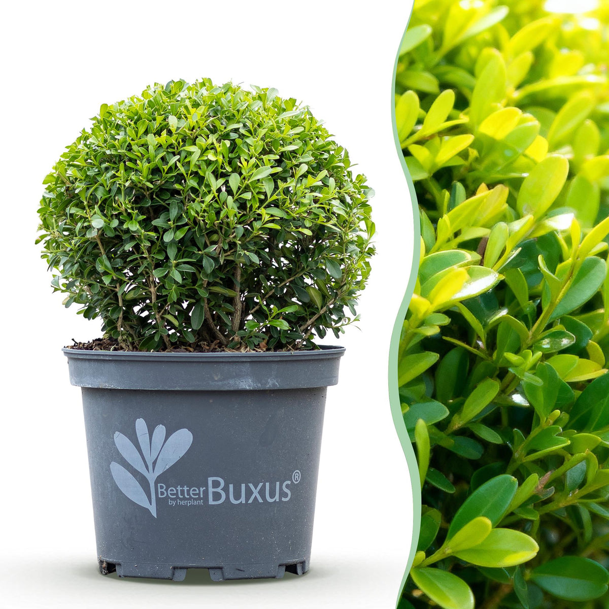 Green boutiQ - Buxus-Kugel - BetterBuxus Skylight - Resistent gegen Buchsbaum-Krankheit - 1 Pflanze - Topf 23cm Kugel 25cm