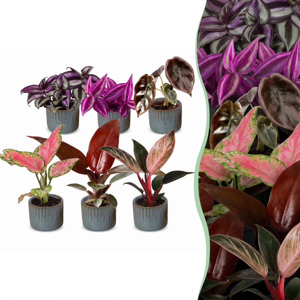 Baby Paradise avec cache-pots Linnea bleu brume - Tradescantia, Philodendron et Aglaonema - lot de 3 ou 6 - pot Ø6 cm