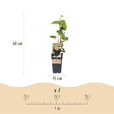 Groen boutiQ - Fruitplant - Paarse Druif -  Vitis vinifera Vanessa - Pitloos - 2 planten - Pot 15cm Hoogte 50cm