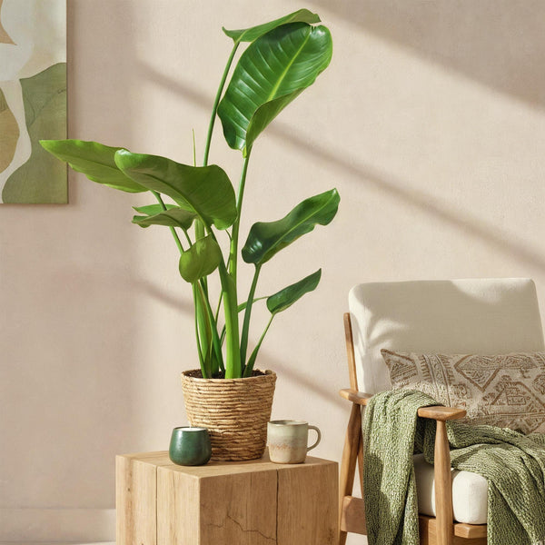 Strelitzia Nicolai – 2er-Set – Topf 17cm – Höhe 70-90cm