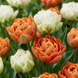 Tulipe Candle Light - 48 bulbes