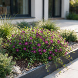 Petite pervenche Atropurpurea - Vinca minor - H 15-25 cm, pot Ø11 cm - photo 6