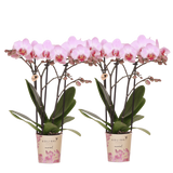 Orchidées Phalaenopsis roses Mineral Antwerpen - lot de 2 - pot Ø9 cm