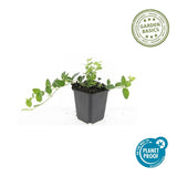 Petite pervenche Ralph Shugert en godet - Vinca minor - H 10-25 cm, pot Ø9 cm - photo 4