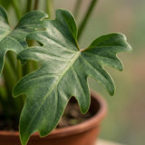 Philodendron Xanadu | Pot 19 cm