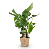 Monstera Deliciosa avec panier – Plante trouée | Pot 17 cm, Hauteur 50-55 cm