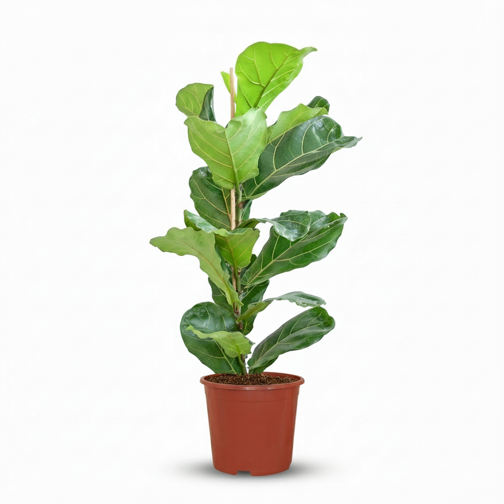 Ficus Lyrata – Figuier violon | Pot 21 cm, Hauteur 75 cm