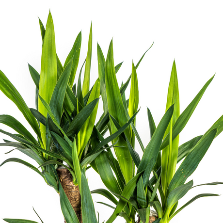 Yucca Branchu (Vertakt)