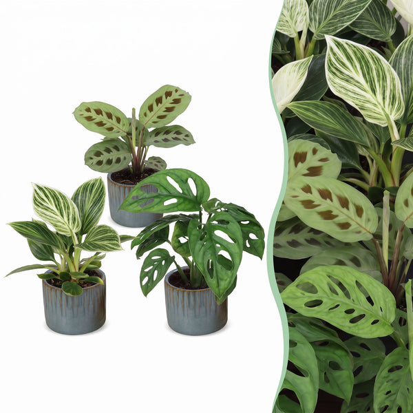 Baby plantes surprise avec cache-pots Linnea bleu brume - lot de 3, 6 ou 9 mini plantes tropicales - pot Ø6 cm - photo 7
