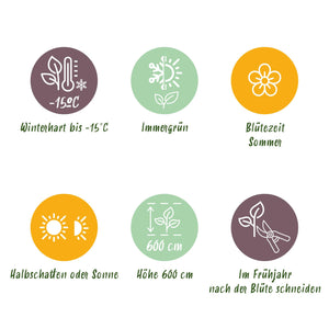 Magnolia grandiflora – Lot de 3 – Hauteur 30 cm