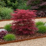 Groen boutiQ - Terrasplant - Japanse Esdoorn - Acer palmatum Skeetsers Broom - Paars - 2 Planten - Bladverliezend - Pot 19cm Hoogte 70cm