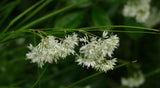 Luzule des neiges en godet - Luzula nivea - H 10-25 cm, pot Ø9 cm - photo 6