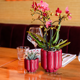 Kolibri Orchids | Rote Kongo-Orchidee + Retro-Topf in Rot – Topfgröße Ø9cm | blühende Zimmerpflanze – frisch vom Züchter