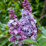 La Green Touch - Tuinplant - Syringa vulgaris Michel Buchner - Gewone Sering - Winterhard - Roze - 1 Plant - Pot 17cm - Hoogte 45cm