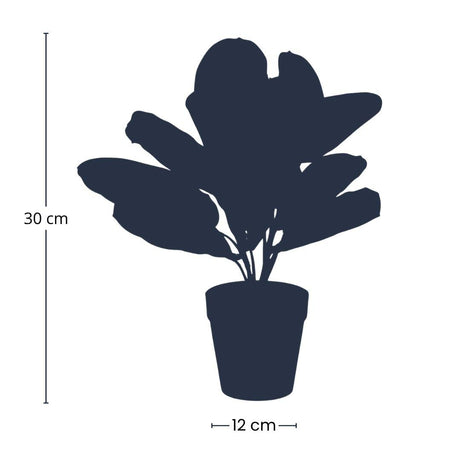 [NL: Maranta artificielle en pot h30cm]