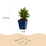 Aster nain blanc Schneekissen - H 15-25 cm, pot Ø11 cm