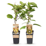 Green boutiQ - Fruitpflanze - Grüne & Gelbe Kiwi - Actinidia deliciosa Jenny & Golden Kiwi - 2 Pflanzen - Topf 15cm Höhe 50cm