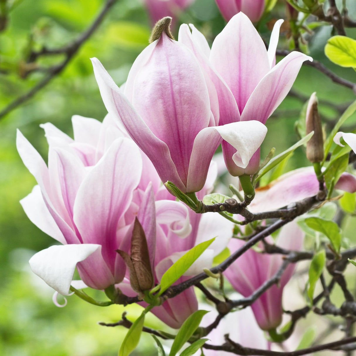 Magnolia George Henry Kern – Lot de 3 – Pot 12 cm