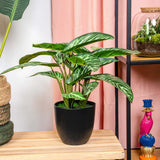 [NL: Calathea artificiel et pot h40cm]