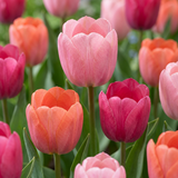 Tulipe Positive Vibe en mélange - 160 bulbes
