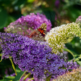 Green boutiQ - Sommerflieder - Buddleja davidii Tricolour - Blüten Rosa, Weiß und Violett - 1 Pflanze - Laubabwerfend - Schmetterlingsanziehend - Topf 17cm Höhe 30cm