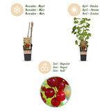 Groseillier rouge Jonkheer van Tets - Ribes rubrum - 2 plants