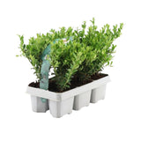 [NL: 1x 6 pack Ilex crenata 'Jenny' - 6 x Ø7 cm - ↕15 cm]
