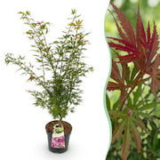 Érable du Japon Jerre Schwartz - H 90 cm, pot Ø26 cm