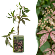 Vigne vierge de Henry - Parthenocissus henryana - H 35 cm, pot Ø9 cm - photo 7