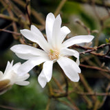 Groen boutiQ - Heesters -  Magnolia Stellata  - Bloem Wit  - 1 Plant - Bladverliezend - Weinig Onderhoud - Pot 17cm Hoogte 45cm
