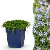 Isotoma rampant - H 15-25 cm, pot Ø11 cm