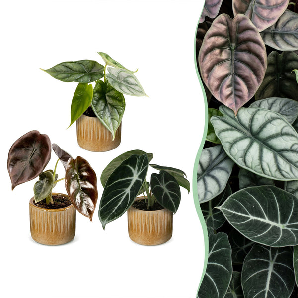Baby Alocasia Tricolour avec cache-pots Linnea miel - lot de 3 mini plantes