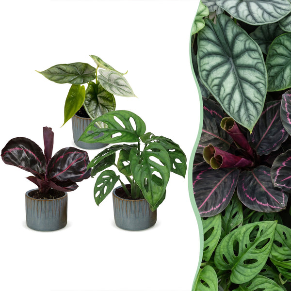 Baby Jungle avec cache-pots Linnea bleu brume - Alocasia, Calathea et Monstera - lot de 3 ou 6 - pot Ø6 cm
