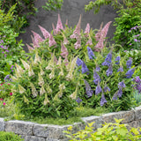 Green boutiQ - Gartenpflanze - Buddleja davidii Butterfly Candy Little Tricolour - Sommerflieder - Kompakt - Rosa-Weiß-Lila - 3 Pflanzen - Topf 12cm - Höhe 20-25cm