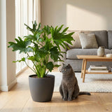 Green boutiQ - Zimmerpflanze - Philodendron - Philodendron Lickety Split - Grün - Pflegeleicht - 1 Pflanze - mit Korb - Topf 19cm - Höhe 70cm