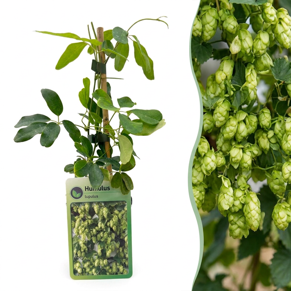 Houblon Nordbrau - Humulus lupulus - lot de 4 plants - pot Ø9 cm