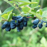 Camérisier Kamchatika - Lonicera caerulea - 2 plants - H 50 cm, pot Ø15 cm