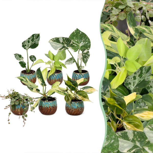 Baby Tropical avec cache-pots cuivre - Monstera et Philodendron - lot de 3 ou 6 - pot Ø6 cm - photo 6