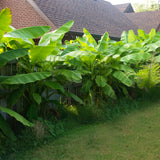 Bananier du Japon - Musa basjoo - 2 plants - H 30 cm, pot Ø12 cm