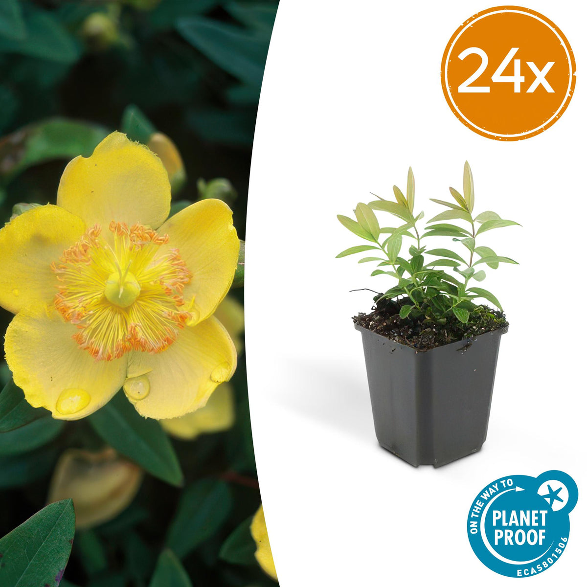 Millepertuis à grandes fleurs en godet - Hypericum calycinum - H 10-25 cm, pot Ø9 cm - photo 7