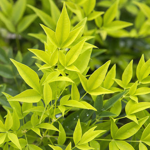 Nandina Lemon & Lime – Lot de 1 – Pot 17 cm – Hauteur 45 cm