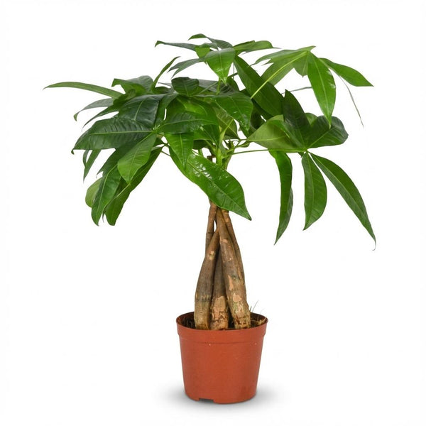 Green boutiQ - Zimmerpflanze - Geldbaum - Pachira Aquatica - Grün - Pflegeleicht - 1 Pflanze - Topf 12cm - Höhe 40 - 50cm