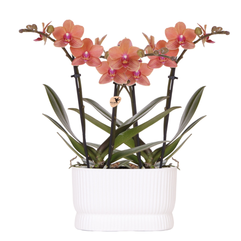 Orchidées Phalaenopsis orange Mineral Bolzano - lot de 2 en cache-pot double Diabolo blanc - H 40 cm, pot Ø9 cm