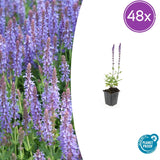 Sauge des bois Caradonna en godet - Salvia nemorosa - H 10-25 cm, pot Ø9 cm