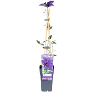 Waldrebe The President - Clematis violett - Ø15cm - ↕65cm